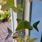 Zaden Christia obcordata, Verzenden, Volle zon