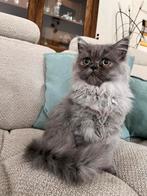 Perzisch/Brits langhaar poesje blauw, Dieren en Toebehoren, Poes, Gechipt, 0 tot 2 jaar