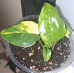 Philodendron Burle Marx Variegata, Huis en Inrichting, Kamerplanten, Ophalen of Verzenden, Halfschaduw, Minder dan 100 cm