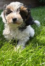 Yorkiepoo pups, Dieren en Toebehoren, CDV (hondenziekte), 8 tot 15 weken, Meerdere, Meerdere dieren