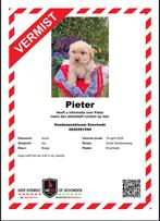 BELONING €800,- Pieter is vermist maltezer shih tzu, Vogel