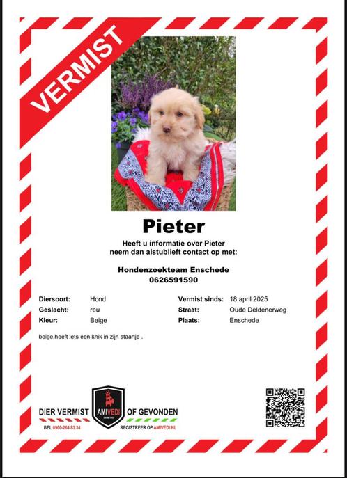 Pieter is vermist maltezer shih tzu, Dieren en Toebehoren, Vermiste en Gevonden Dieren