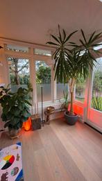 Verzameling kamer planten in potten., Ophalen, In pot, Halfschaduw