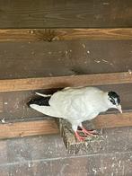 Jonge Doffer hoogvlieger, Dieren en Toebehoren, Mannelijk, Tropenvogel