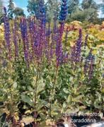 Verschillende soorten vaste planten lavendel, salvia etc, Ophalen, Vaste plant, Overige soorten, Volle zon
