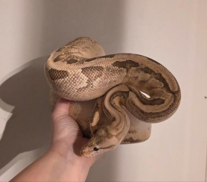 Python Regius (Disco Inferno Spider) 0.1