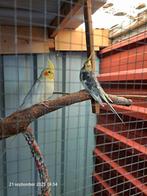 Twee Valkparkieten ., Dieren en Toebehoren, Vogels | Parkieten en Papegaaien, Meerdere dieren, Parkiet