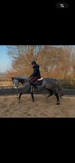 Mooie 6 jarige merrie, Dieren en Toebehoren, Paarden, Zadelmak, 3 tot 6 jaar, 160 tot 165 cm, Recreatiepaard