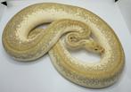 2019: 0.1 Lesser spider clown (1500+ gram), Slang, Tam, 3 tot 6 jaar