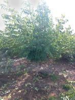 meerstammig bijenboom tetradium daniellii, Tuin en Terras, Planten | Bomen, In pot, Ophalen