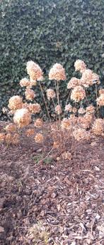 Hortensia's, Tuin en Terras, Ophalen, Hortensia, Struik, Minder dan 100 cm