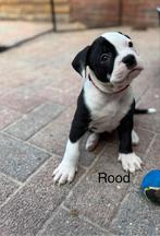 Bulldog pups/puppy's, 8 tot 15 weken, Bulldog, Meerdere, Meerdere dieren