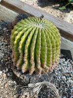 Verschillende soorten cactussen & 1 Yucca, Ophalen, Zomer, Overige soorten, Volle zon