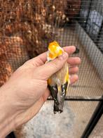 Putter man bruin witkop kans isabelpastel, Dieren en Toebehoren, Mannelijk, Parkiet