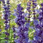 Salie  Blue Plus (Meelsalie), Ophalen, Zomer, Overige soorten, Volle zon