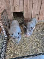 Nieuw thuis gezocht!, Dieren en Toebehoren, Schapen, Geiten en Varkens, Mannelijk, Varken, 3 tot 5 jaar