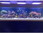 Aquarium 1000 liter met zoutwater techniek, Dieren en Toebehoren, Vissen | Aquaria en Toebehoren, Ophalen, Zo goed als nieuw, Leeg aquarium