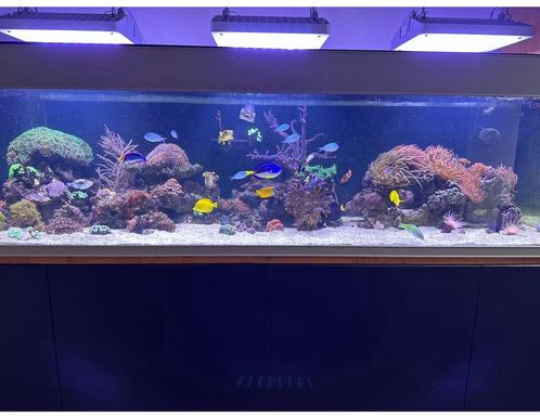 Aquarium 1000 liter met zoutwater techniek, Dieren en Toebehoren, Vissen | Aquaria en Toebehoren, Zo goed als nieuw, Leeg aquarium