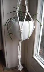 "RHIPSALIS "Nieuwe Hanger van touw in een  stenen hangpot, Huis en Inrichting, Kamerplanten, Ophalen, Overige soorten, Halfschaduw