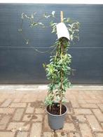 Trachelospermum Jasminoides ‘Star of Milano’ - Sterjasmijn, Tuin en Terras, Planten | Tuinplanten, Ophalen, Volle zon, Vaste plant