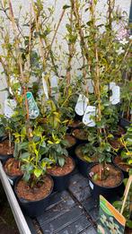 Toscaanse jasmijn (wit) 1m €8,50, Tuin en Terras, Planten | Tuinplanten, Zomer, Klimplanten, Ophalen, Volle zon