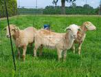 Nolana  lammeren (3x ram) te koop, Dieren en Toebehoren, Schapen, Geiten en Varkens, Mannelijk, Schaap, 0 tot 2 jaar
