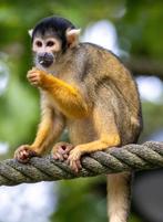 2 tickets apenheul, Tickets en Kaartjes, Twee personen, Ticket of Toegangskaart