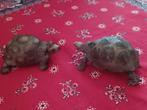 Schleich schildpad, Ophalen of Verzenden, Zo goed als nieuw, Reptiel of Amfibie, Beeldje of Figuurtje