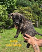 Prachtige Boerboel X Presa Canario pups, Rabiës (hondsdolheid), Overige rassen, 8 tot 15 weken, Meerdere