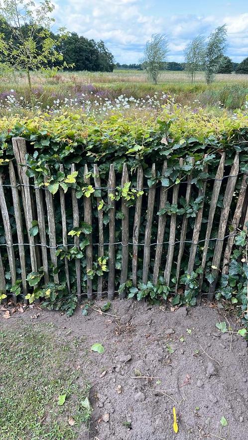 Kastanjehout schapenhek met palen, circa 13-14m1, Tuin en Terras, Tuinhekken en Hekwerk, Tuinhek, Hout, Ophalen