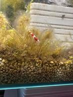 Crystal red garnalen, Dieren en Toebehoren, Kreeft, Krab of Garnaal