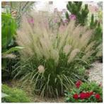 Calamagrostis brachytricha (Diamantgras), Ophalen, Vaste plant, Siergrassen, Halfschaduw