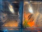 terrarium dubbele, Dieren en Toebehoren, Ophalen, Zo goed als nieuw