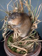 opgezette bisam muskusrat, Ophalen, Nieuw, Wild dier, Opgezet dier