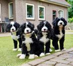 Bernedoodle pups | Berner Sennen x Labradoodle, Nederland, CDV (hondenziekte), 8 tot 15 weken, Groot