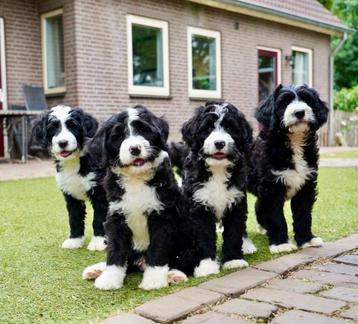 Bernedoodle pups | Berner Sennen x Labradoodle beschikbaar voor biedingen