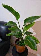 Planten, Ophalen, Halfschaduw, Minder dan 100 cm