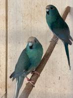 Kakariki's, Meerdere dieren, Parkiet