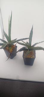 agave xylonacantha, Vetplant, Ophalen of Verzenden, Minder dan 100 cm, Volle zon