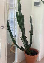 Cactus Euphorbia 1.60 m hoog, Ophalen, Halfschaduw, Cactus, 150 tot 200 cm