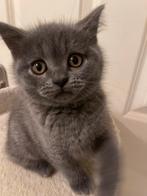 Raszuivere Britse korthaar kittens, Ontwormd