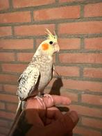Tamme jonge pratende valkparkiet zeer mega tam 12 weken oud, Dieren en Toebehoren, Vogels | Parkieten en Papegaaien