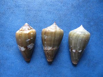 Schelpen: Conus irregularis Sow. f++/gem 18-22mm beschikbaar voor biedingen