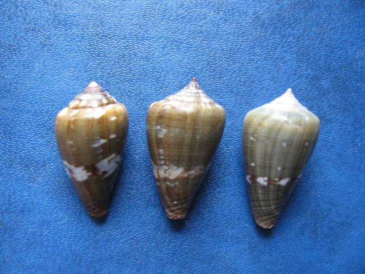 Schelpen: Conus irregularis Sow. f++/gem 18-22mm, Verzamelen, Mineralen en Fossielen, Schelp(en), Verzenden