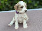 Medium doodle pups Irish/maltipoo, Dieren en Toebehoren, Honden | Niet-rashonden, 8 tot 15 weken, Geslacht onbekend, Meerdere