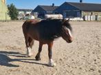Grondwerkmaatje gezocht, Dieren en Toebehoren, Pony's, Merrie, Onbeleerd, D pony (1.37m tot 1.48m), 3 tot 6 jaar