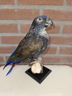 Prachtige nieuw opgezette bronsvleugel Pionus, Verzamelen, Dierenverzamelingen, Ophalen of Verzenden, Nieuw, Vogel, Opgezet dier