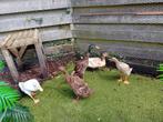 Koppeltje Indische loopeenden, Dieren en Toebehoren, Meerdere dieren, Eend