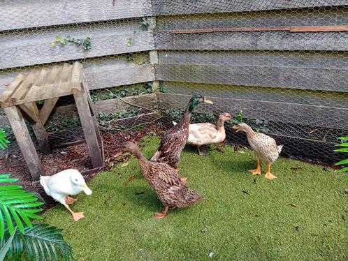 Koppeltje Indische loopeenden, Dieren en Toebehoren, Pluimvee, Eend, Meerdere dieren