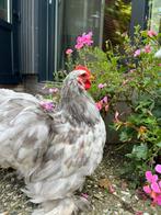 Cochin haan, Dieren en Toebehoren, Pluimvee, Mannelijk, Kip